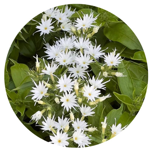 Phlox drummondii Popstars White F1 | Annual Phlox - 20 seeds - Seeds
