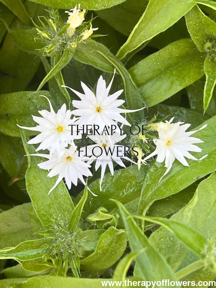 Phlox drummondii Popstars White.
