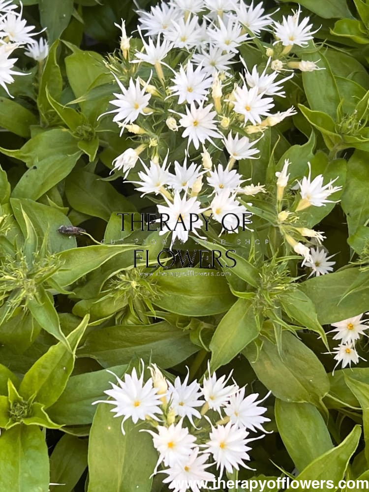 Phlox drummondii Popstars White.
