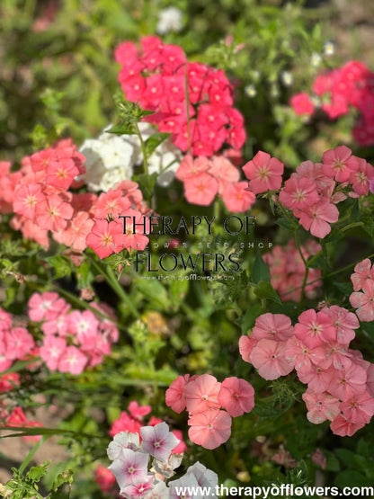 Phlox Drummondii Phlox of Sheep Pastel mix | Annual Phlox therapyofflowers.com