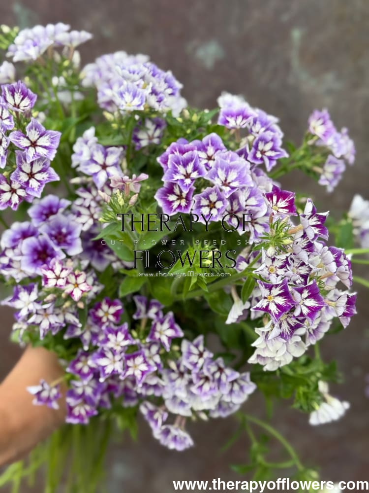 Phlox Drummondii Sugar Stars | Annual Phlox therapyofflowers.com