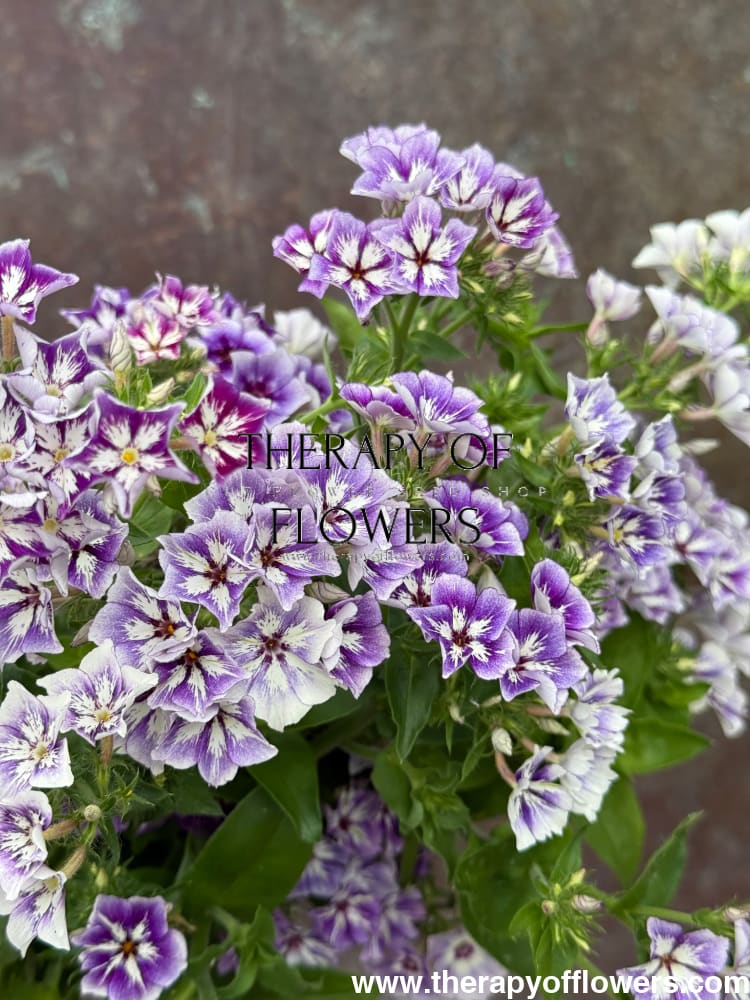 Phlox Drummondii Sugar Stars | Annual Phlox therapyofflowers.com