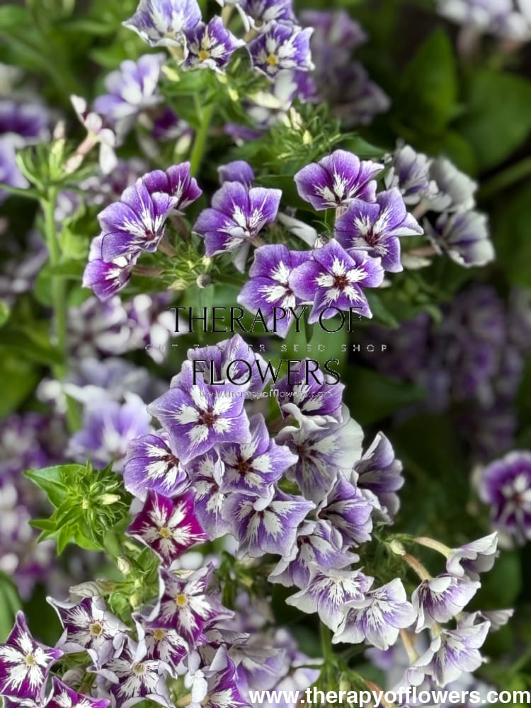 Phlox Drummondii Sugar Stars | Annual Phlox therapyofflowers.com
