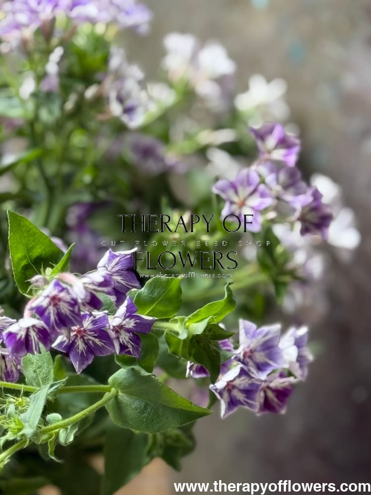 Phlox Drummondii Sugar Stars | Annual Phlox therapyofflowers.com