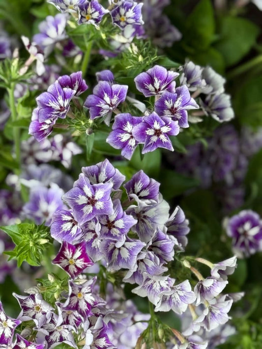 Phlox Drummondii Sugar Stars | Annual Phlox therapyofflowers.com