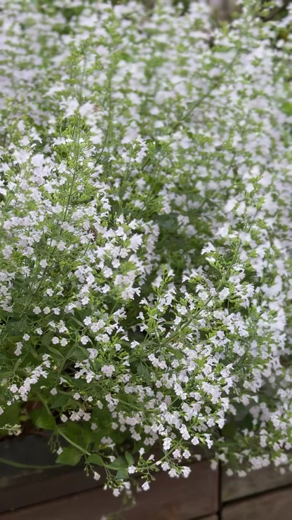 Kaķumētras kalnumētra Marvelette White | Calamintha nepeta