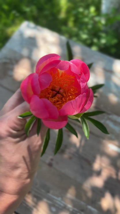 Peony bouquet | Coral Charm