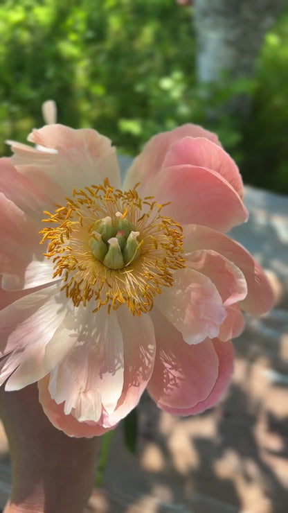Peony bouquet | Coral Charm