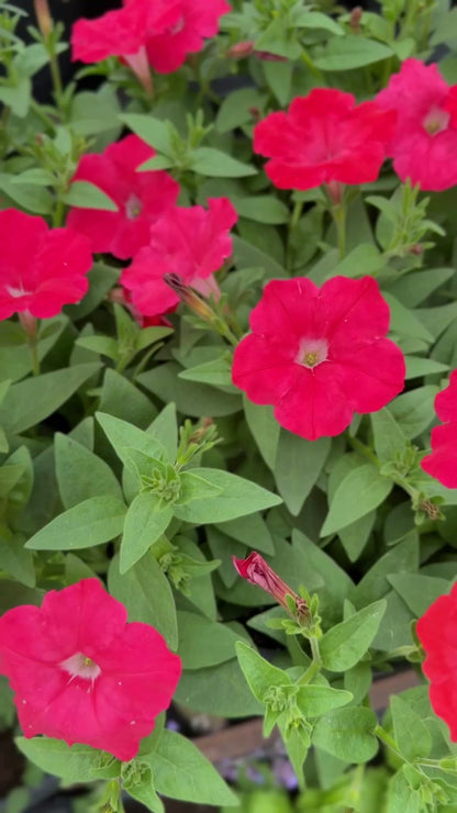Itāļu Petūnija Pendolino Sensation Salmon-Orange F1 | Petunia x Hybrida