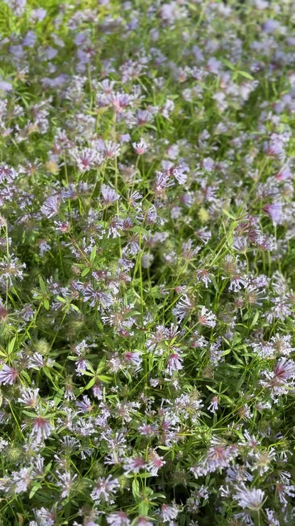 Asperula azurea ‘Cloud Nine’ | Maigie lavandas ziedi ar vieglu aromātu
