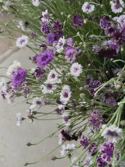 Rudzupuķes Classic Magic | Centaurea cyanus