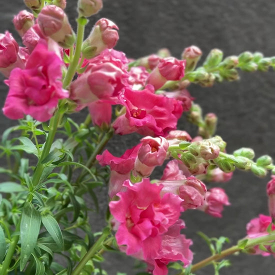 Snapdragon Madame Butterfly Rose Flower 