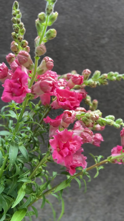 Snapdragon Madame Butterfly Rose Flower 