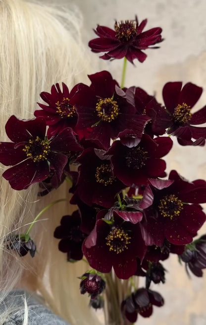 Cosmos atrosanguineus Black Magic