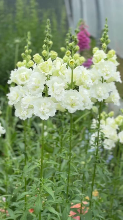 Lauvmutītes Snapstar White F1 | Group 1,2 | Antirrhinum majus