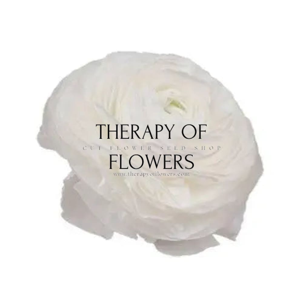 Ranunculus Elegance® BIANCO 2.