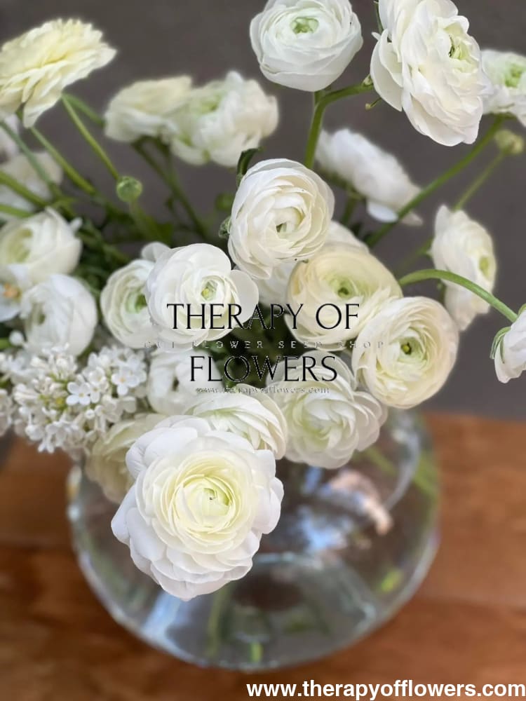 Ranunculus Elegance®  BIANCO 1