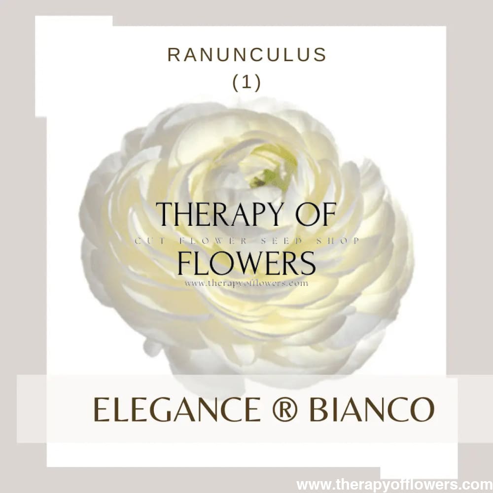 Ranunculus Elegance®  BIANCO 1.