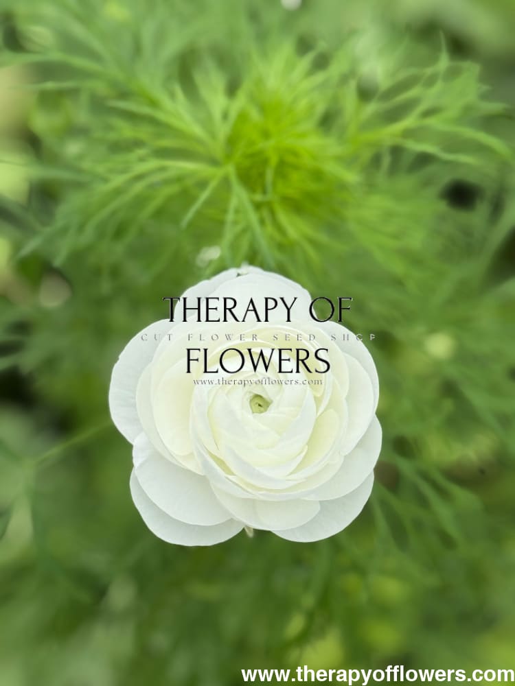 Ranunculus Elegance®  BIANCO 1 | Persian Buttercup | Corm size: 4/5 therapyofflowers.com
