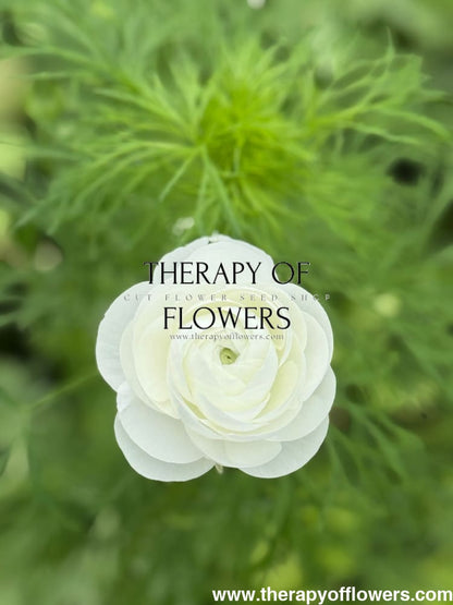 Ranunculus Elegance®  BIANCO 1 | Persian Buttercup | Corm size: 4/5 therapyofflowers.com