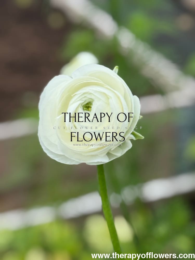 Ranunculus Elegance®  BIANCO 1 | Persian Buttercup | Corm size: 4/5 therapyofflowers.com