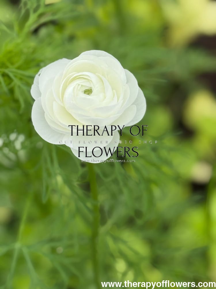 Ranunculus Elegance®  BIANCO 1 | Persian Buttercup | Corm size: 4/5 therapyofflowers.com