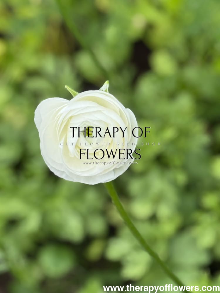 Ranunculus Elegance®  BIANCO 1 | Persian Buttercup | Corm size: 4/5 therapyofflowers.com