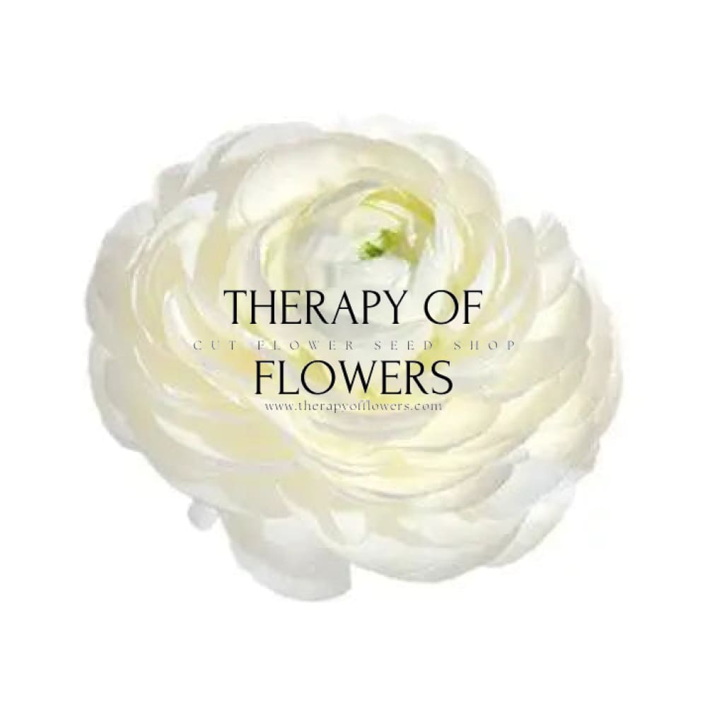 Ranunculus Elegance® BIANCO 2.