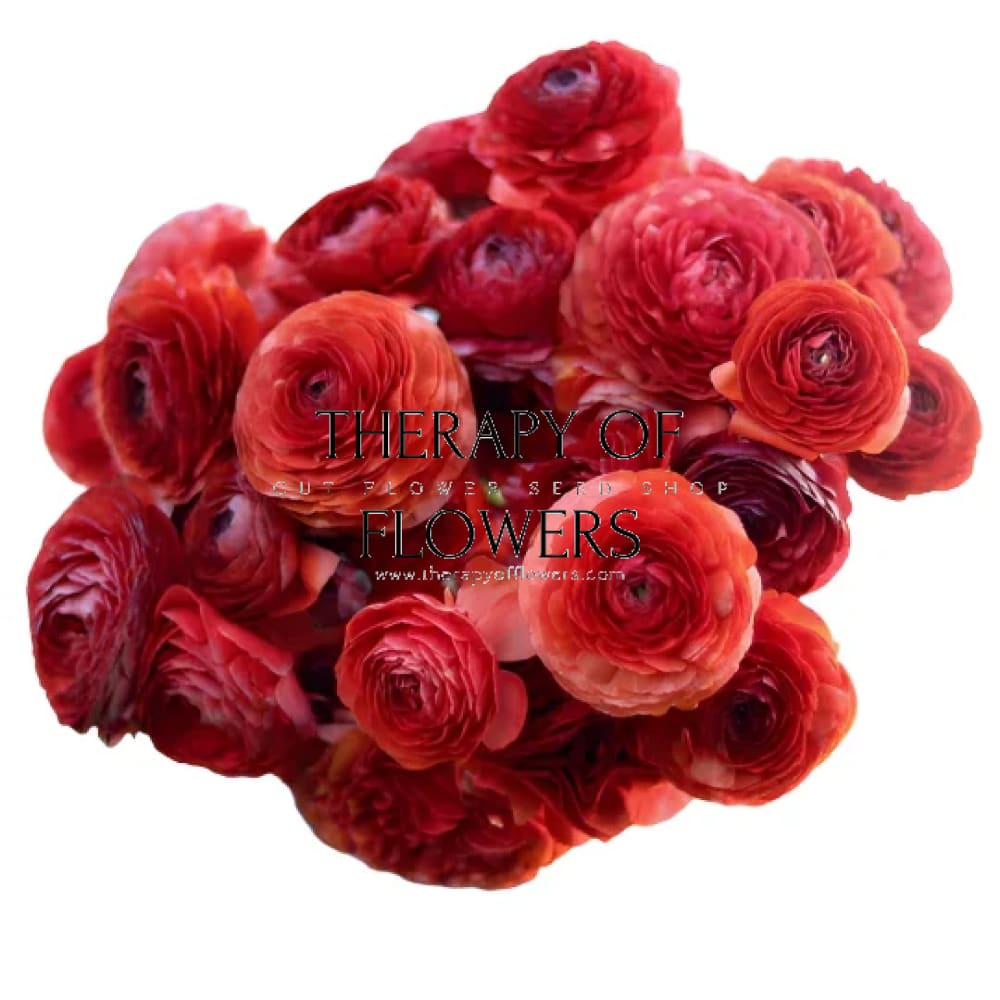 Italian Ranunculus 'Cioccolato'