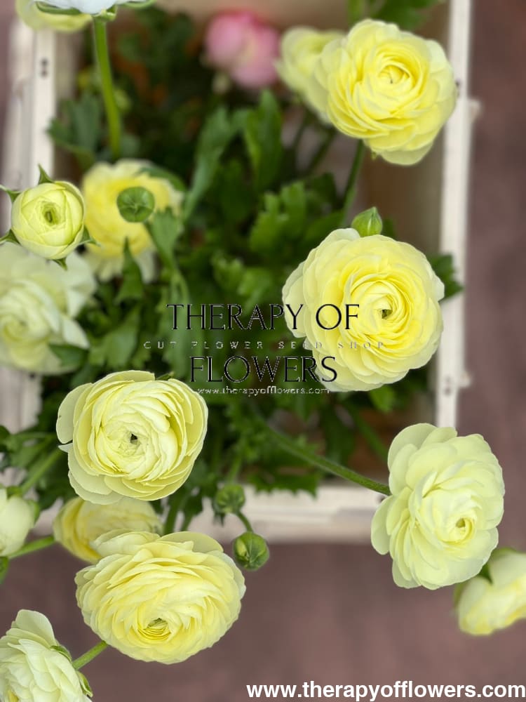 Ranunculus Elegance® CREMA