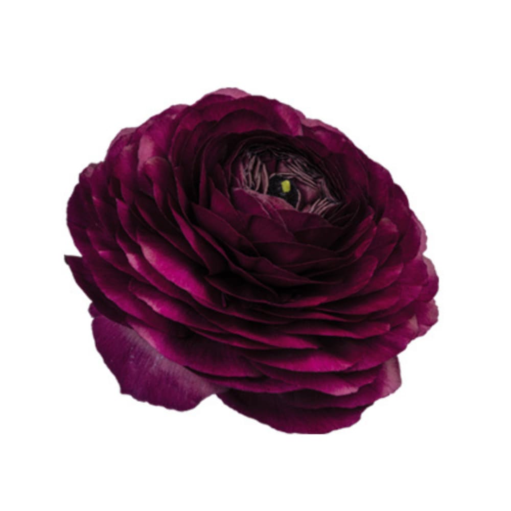 Ranunculus Elegance® NERO | Persian Buttercup - Corms