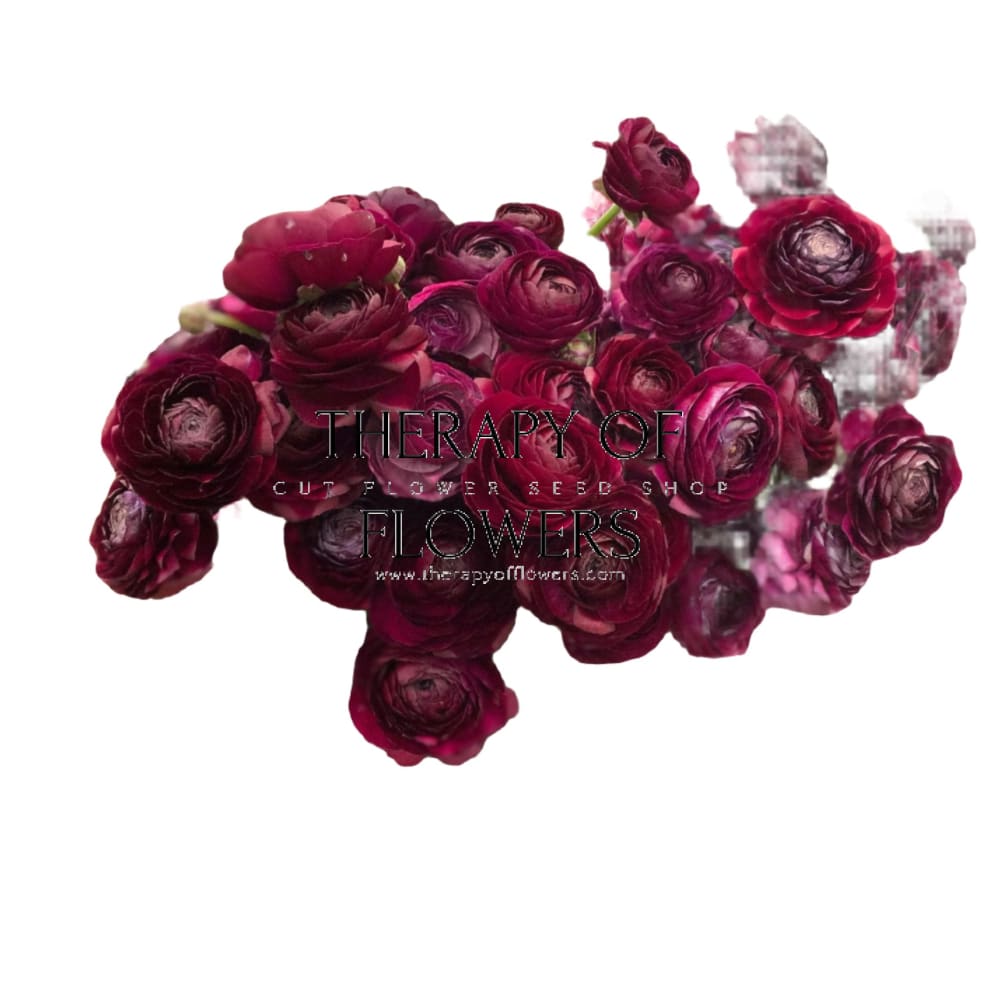 Ranunculus Elegance® NERO | Persian Buttercup - Corms