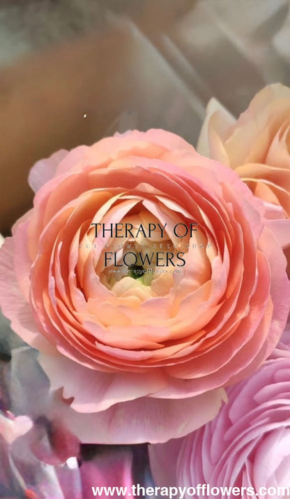 Ranunculus Elegance® PASTELLO 1 | Italian Ranunculus | Corm size: 2/3 therapyofflowers.com