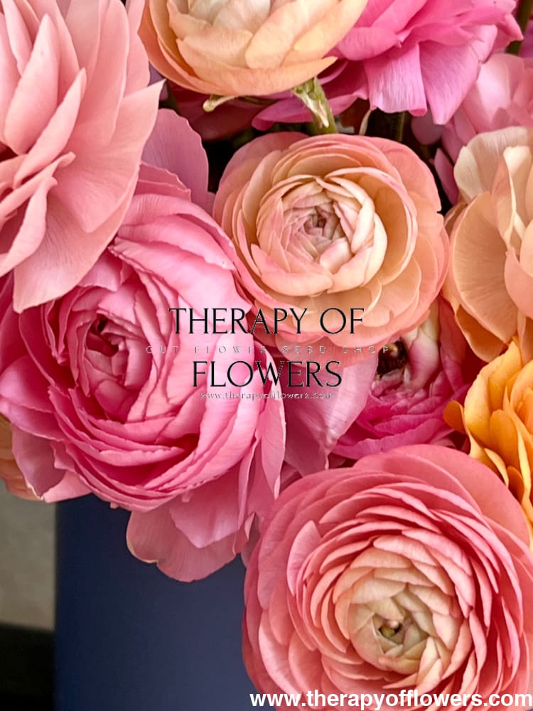 Ranunculus Elegance® PASTELLO.