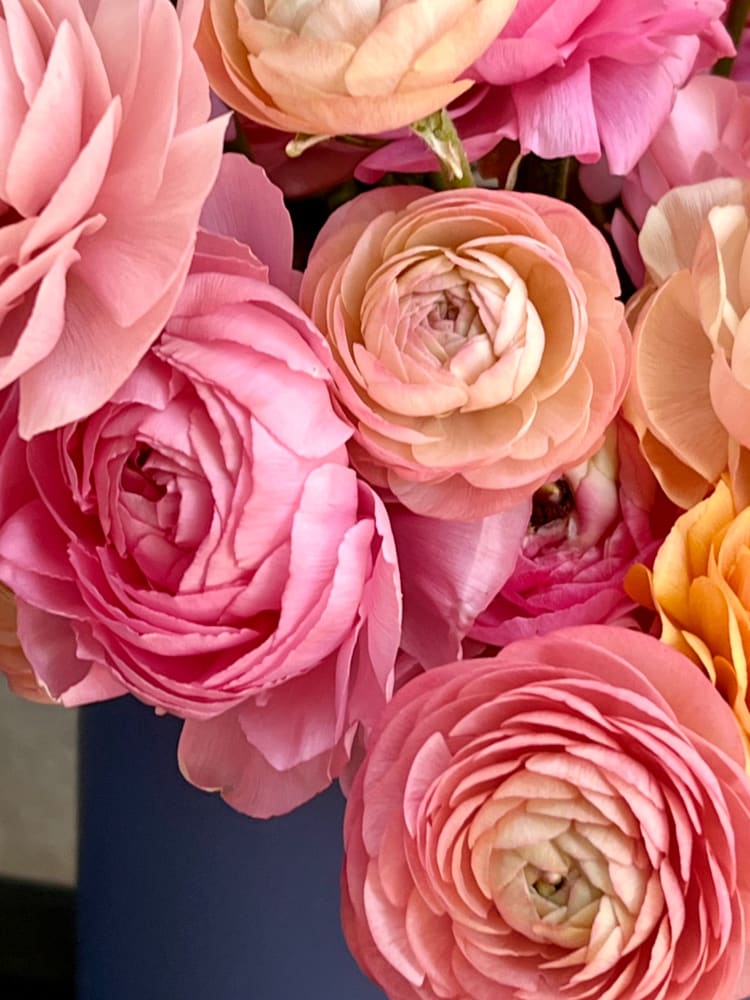 Ranunculus Elegance® PASTELLO.