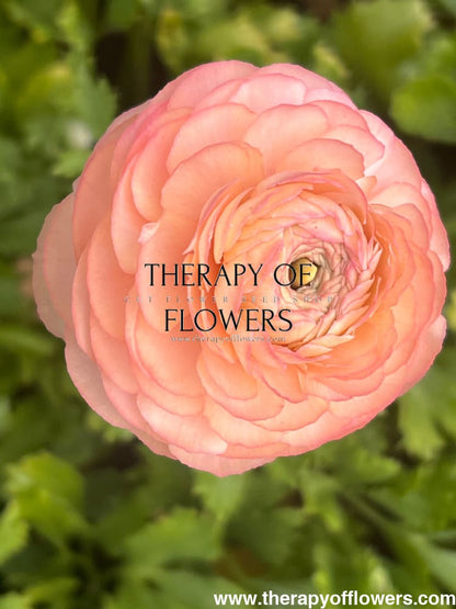 Ranunculus Elegance® PASTELLO therapyofflowers.com