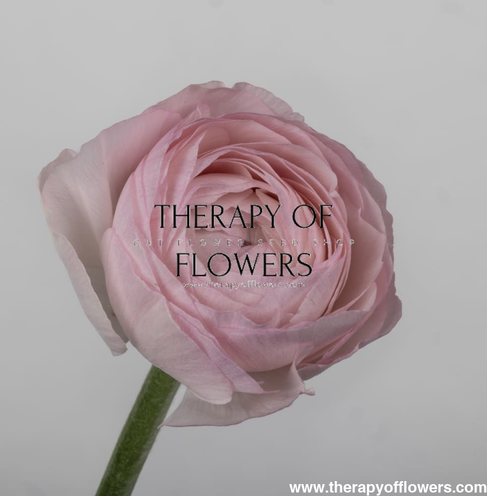 Ranunculus Elegance® ROSA CHIARO 85P B&B |  Italian Ranunculus | Corm size: 4/5 therapyofflowers.com