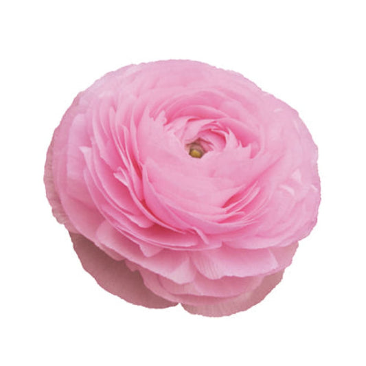 Ranunculus Elegance® ROSA CHIARO 85P B&B |  Italian Ranunculus | Corm size: 4/5 therapyofflowers.com