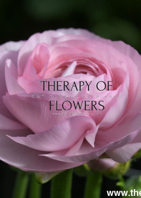 Ranunculus Elegance® ROSA CHIARO 85P B&B |  Italian Ranunculus | Corm size: 4/5 therapyofflowers.com