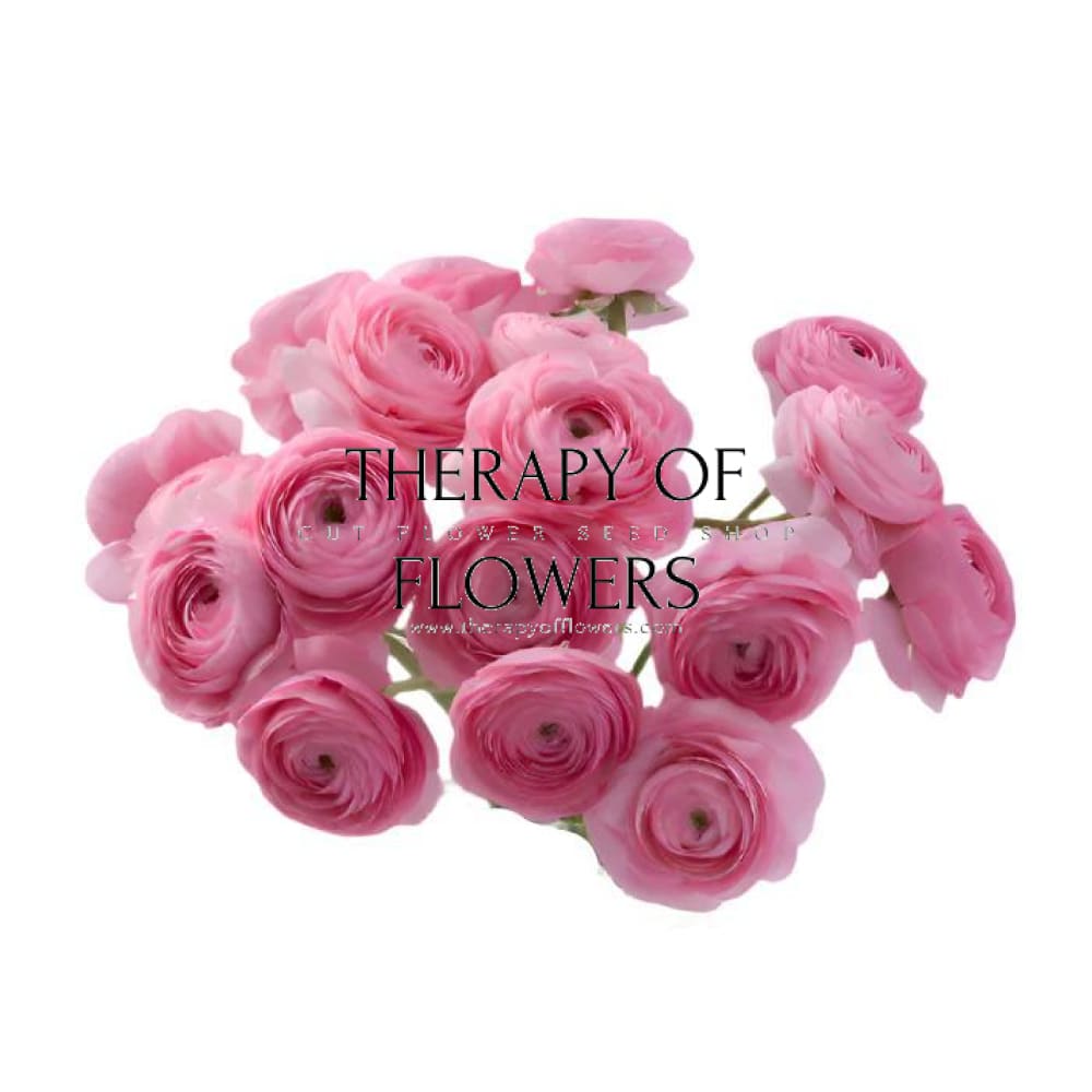 Ranunculus Elegance® ROSA CHIARO therapyofflowers.com