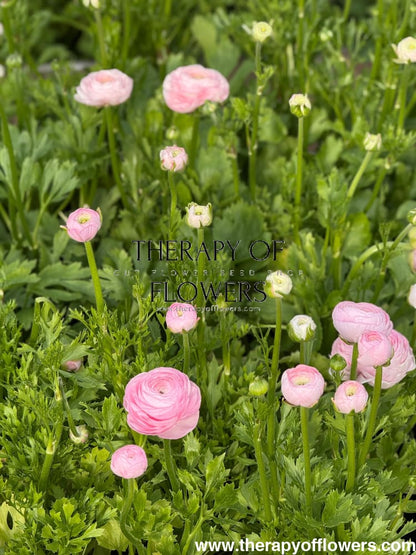 Ranunculus Elegance® ROSA CHIARO therapyofflowers.com