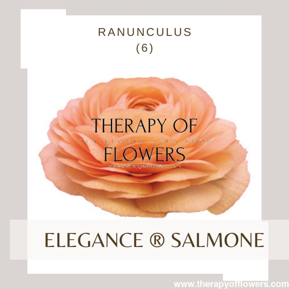 Ranunculus Elegance® SALMONE