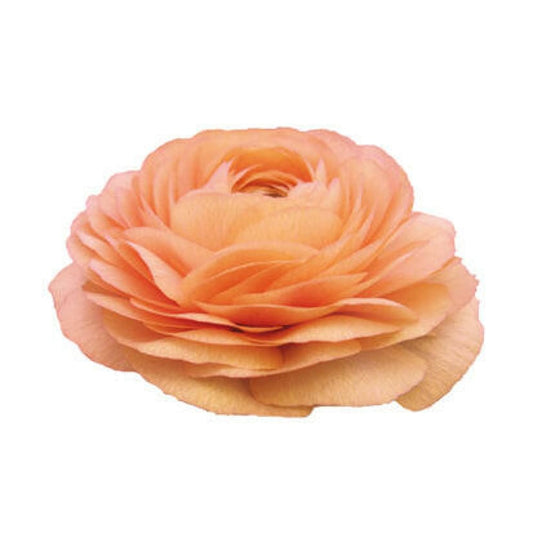 Ranunculus Elegance® SALMONE