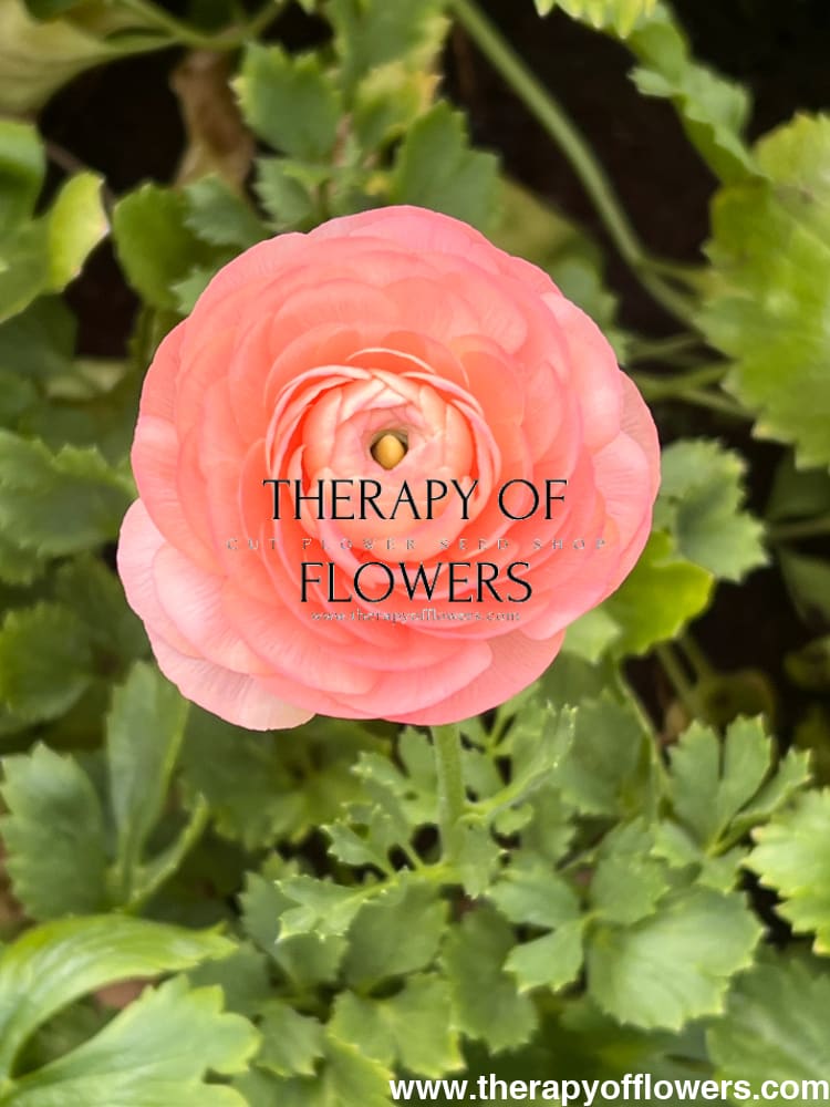 Ranunculus Elegance® SALMONE.