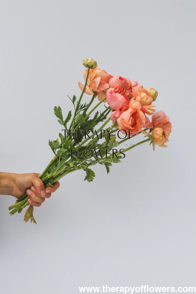 Ranunculus Elegance® SALMONE.