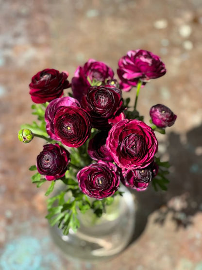 Ranunculus Elegance® VIOLA therapyofflowers.com