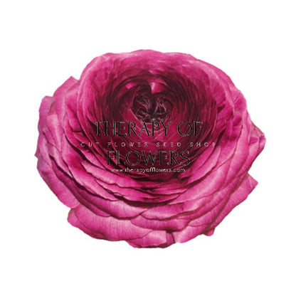 Ranunculus Elegance® VIOLA therapyofflowers.com