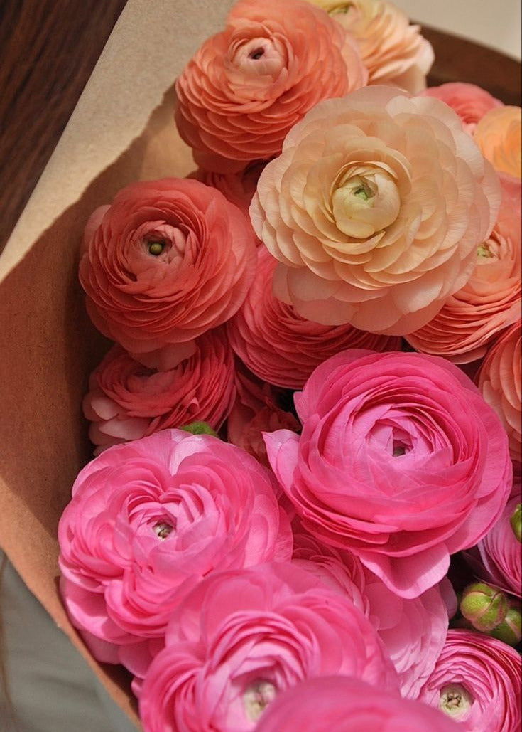 Ranunculus PAULINE Champagne | Ranunculus asiaticus | Persian buttercup therapyofflowers.com