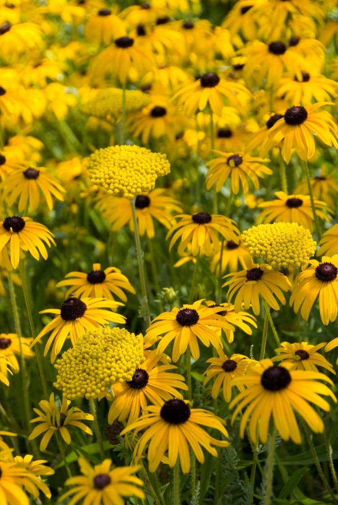 Rudbeckia fulgida Goldblitz therapyofflowers.com