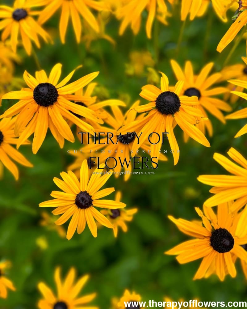 Rudbeckia fulgida Goldblitz therapyofflowers.com